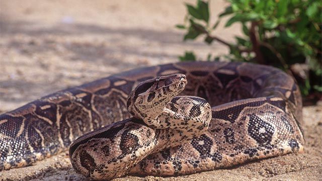 boa constrictor