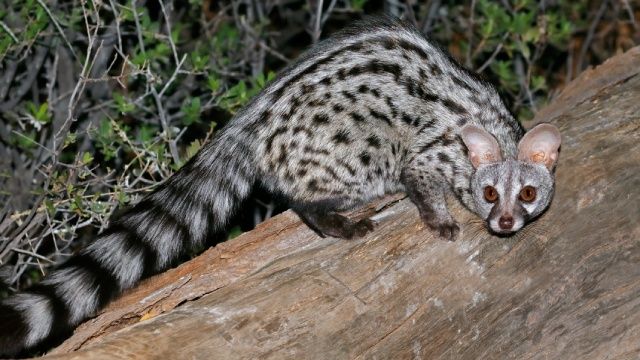 animales nocturnos gineta