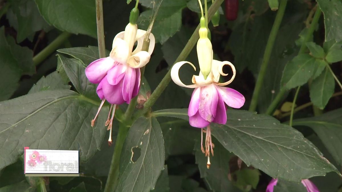 deco 749 jardineria planta pendientes de la reina