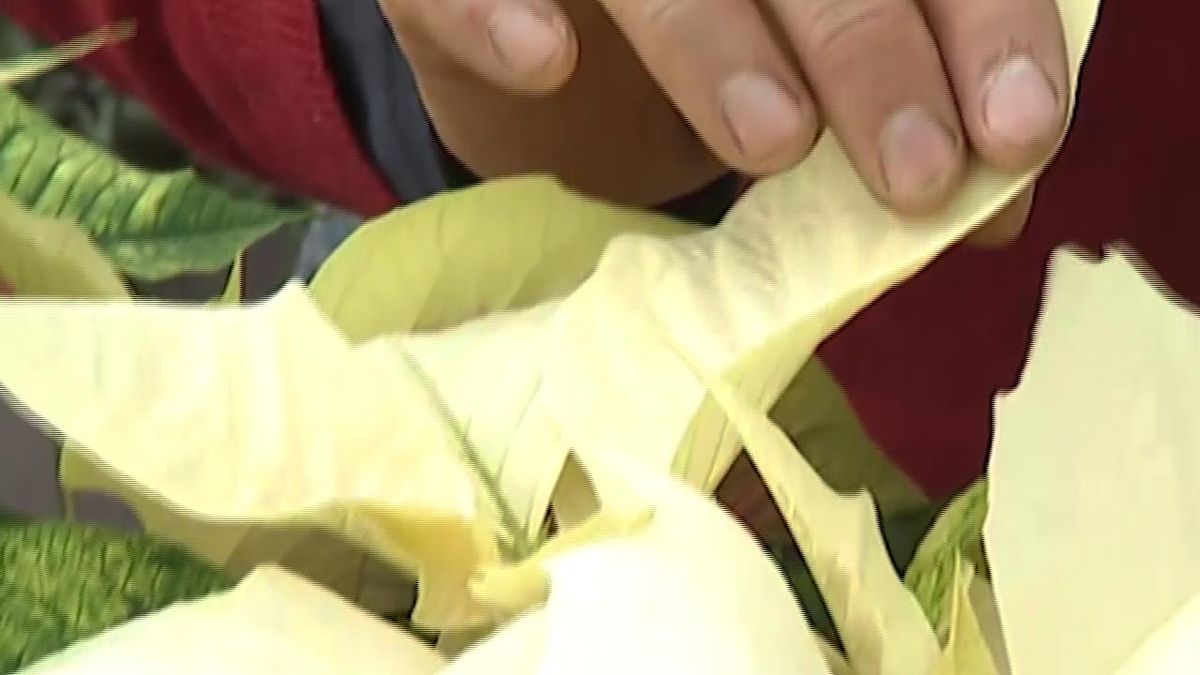 deco 414 variedades flor de pascua 5