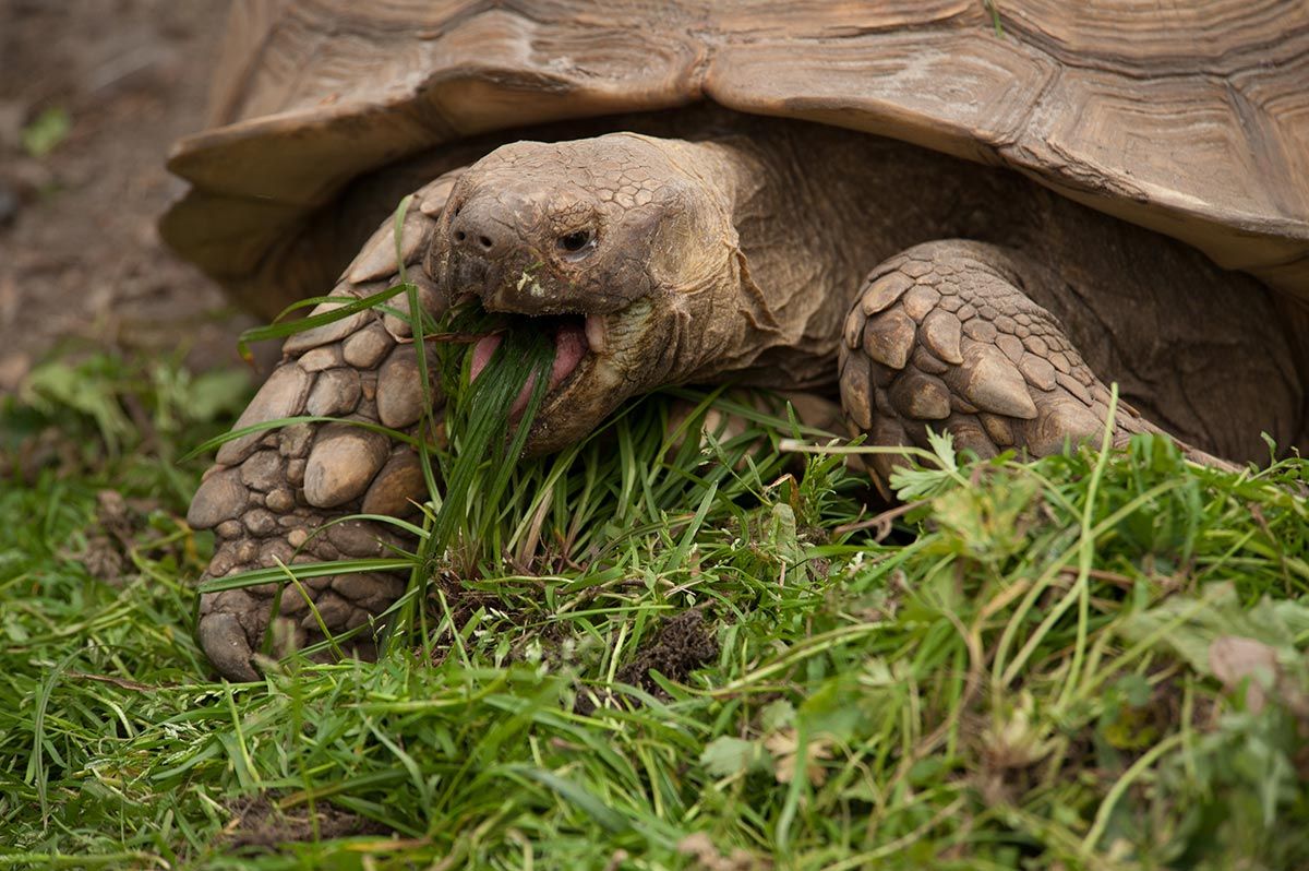 mascotas tortugas terrestres alimentacion