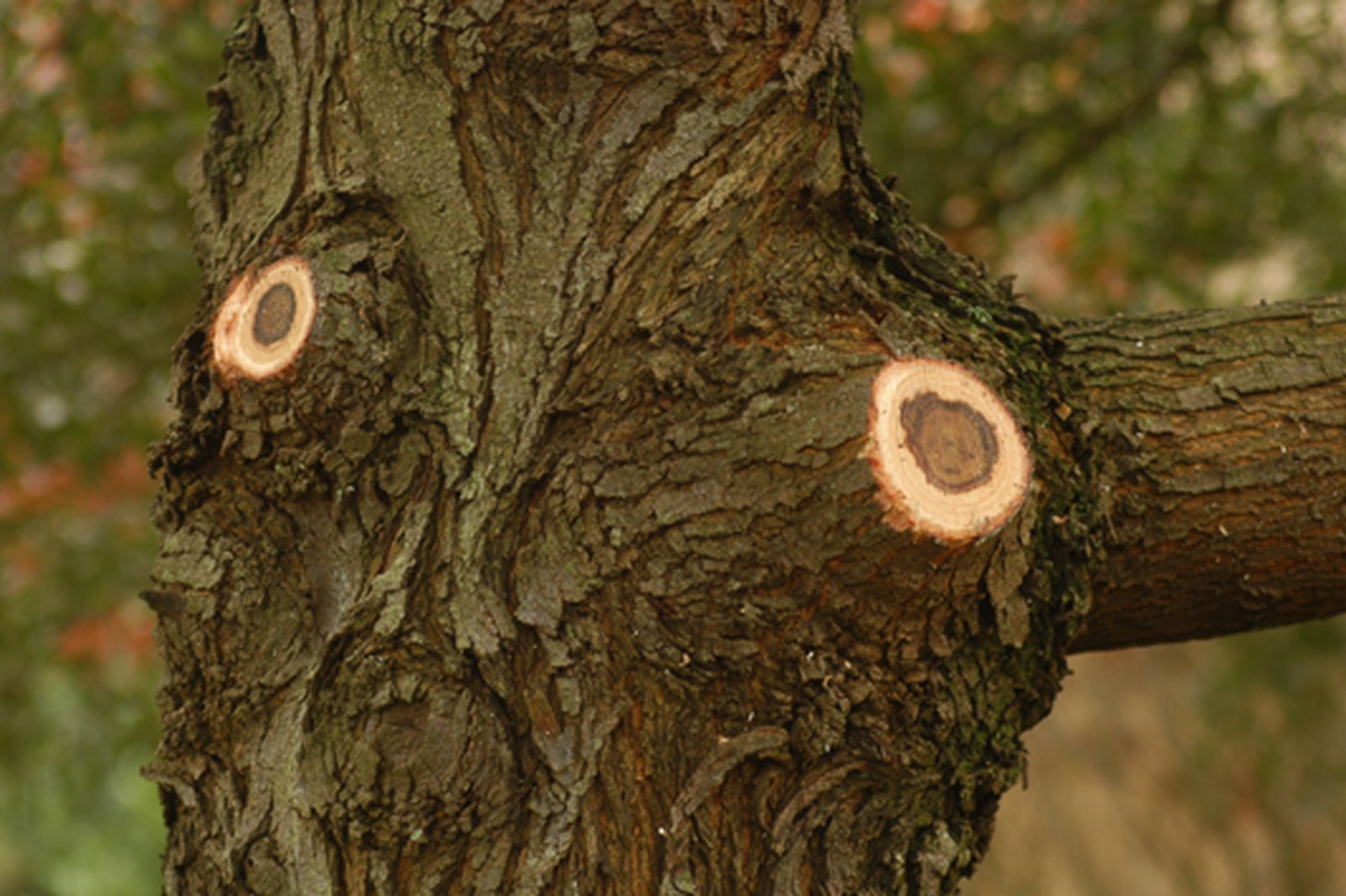 Cómo podar las ramas grandes de un árbol