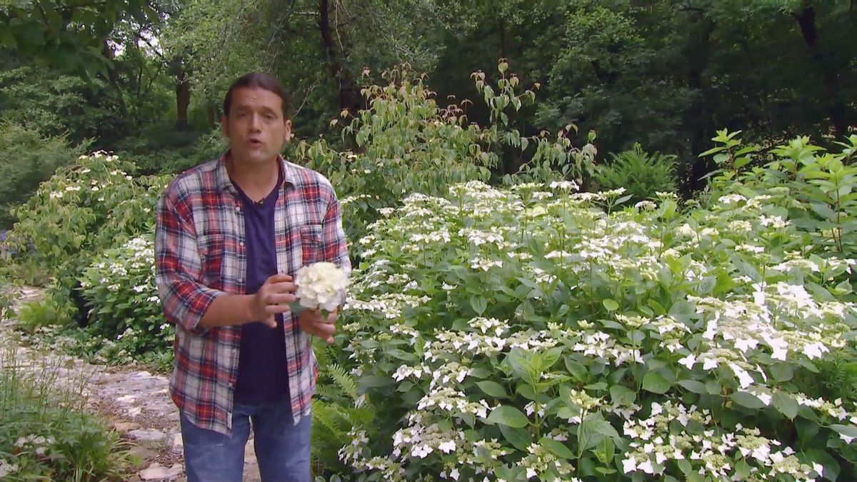 deco 0702 variedades hortensias blancas macrophylla flor