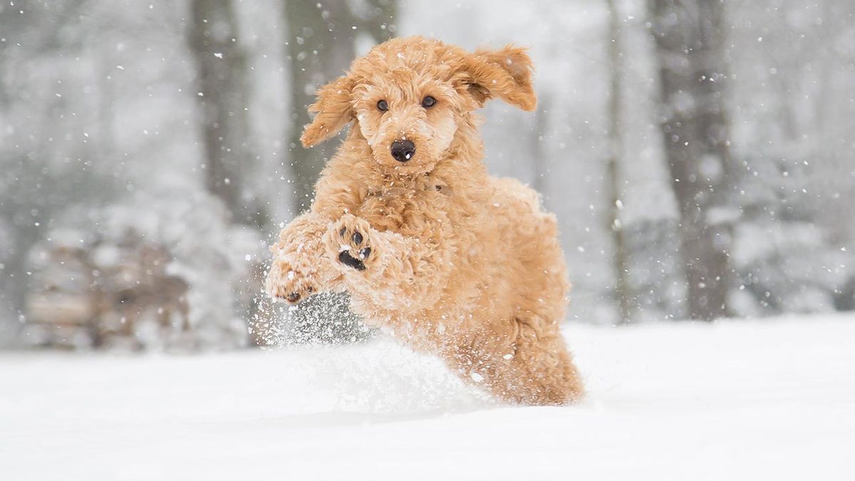 patitas perros nieve portada