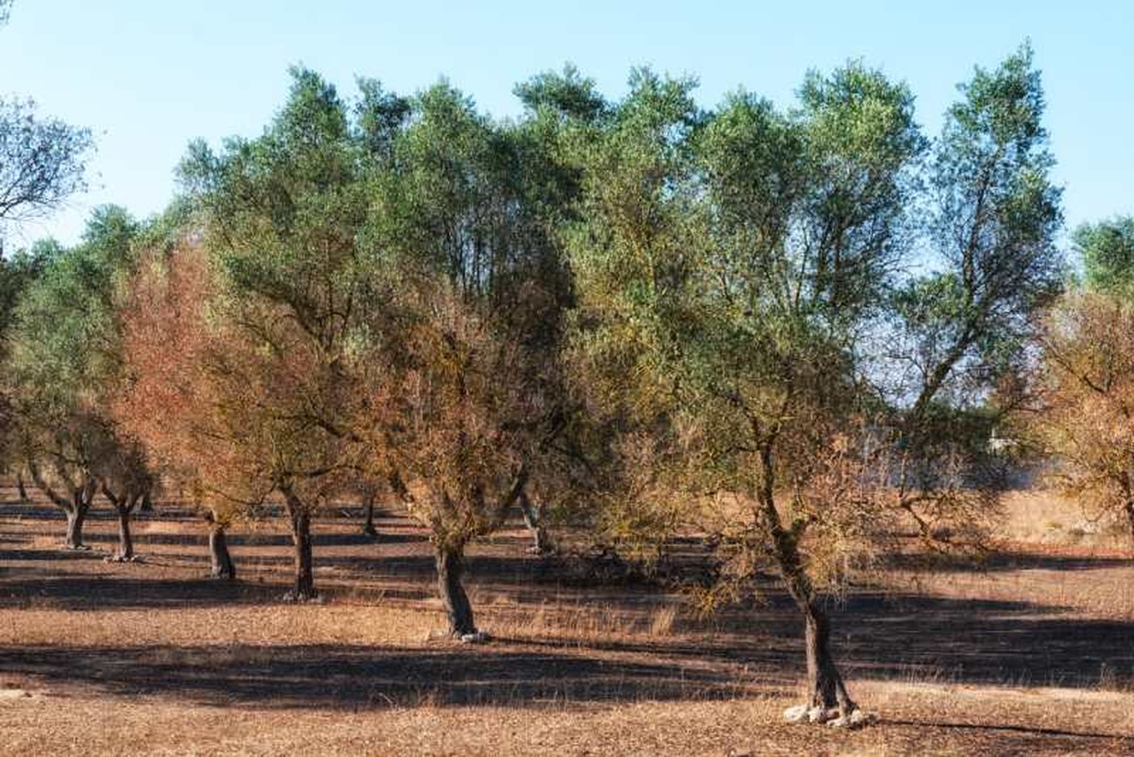 Olivos enfermos