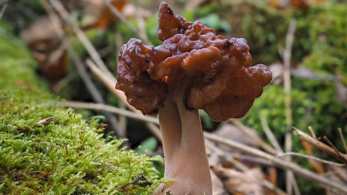 setas toxicas venenosas mascotas Espana Gyromitra