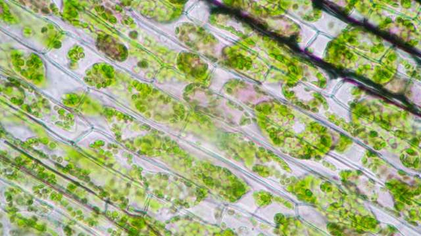 partes de una celula vegetal