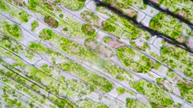 partes de una celula vegetal