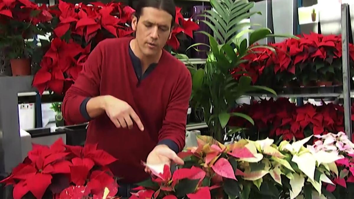 deco 414 variedades poinsettia flor pascua plantacion xl