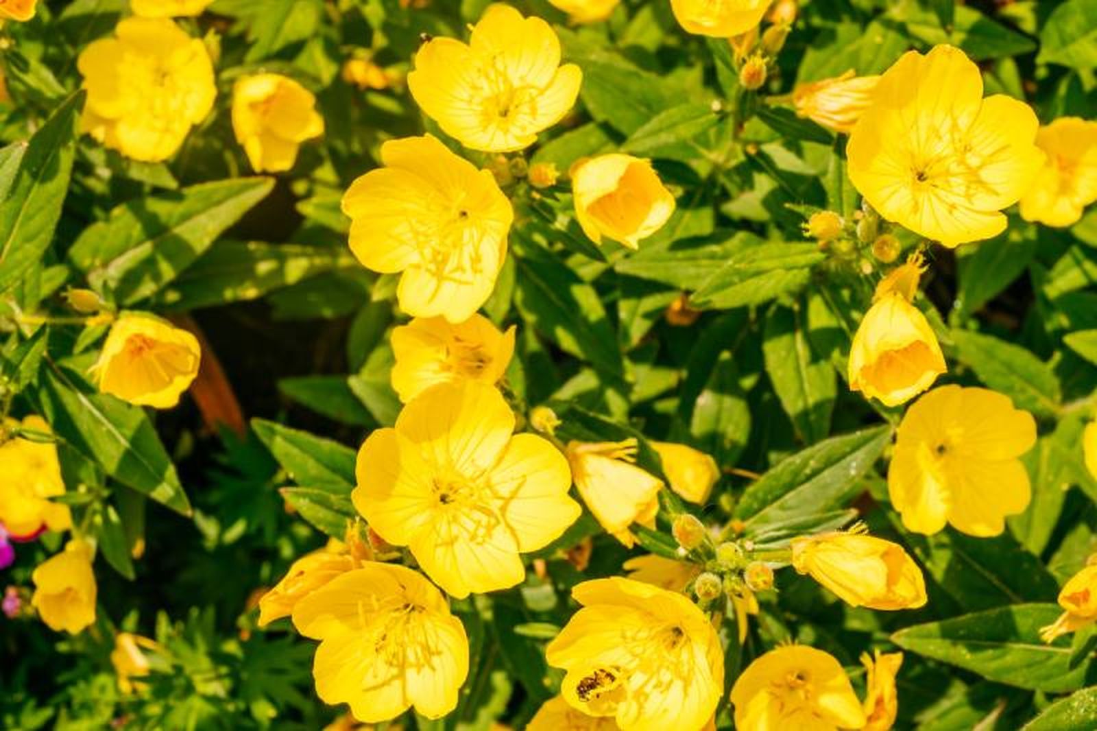 Oenothera biennis