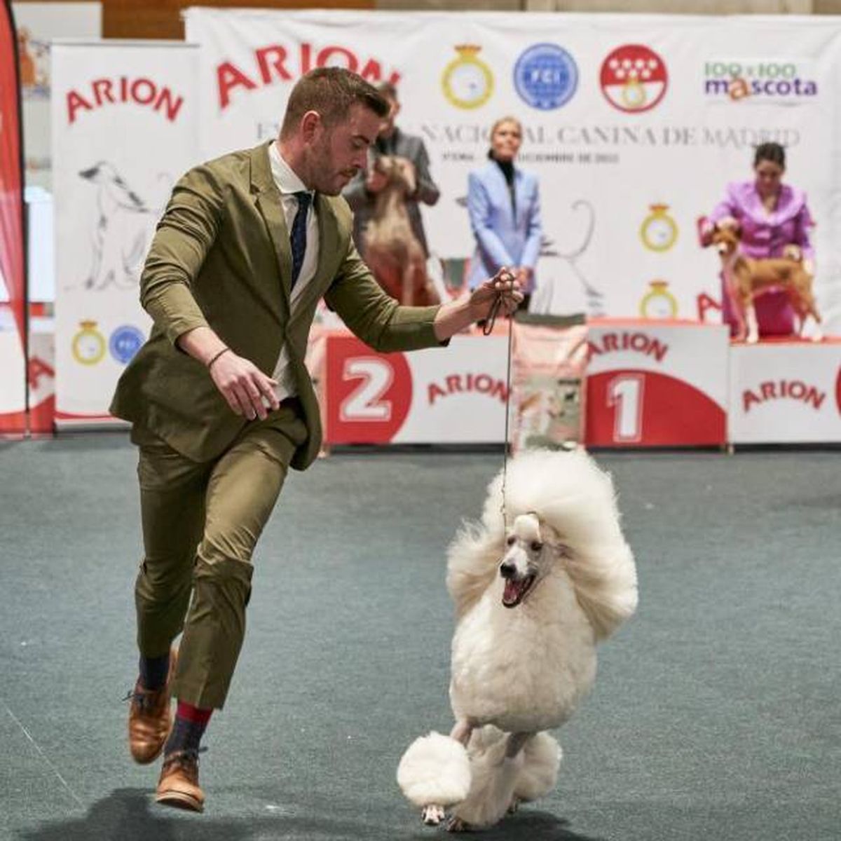 100x100Mascota Feria del Animal de Compania Madrid exposicion perros