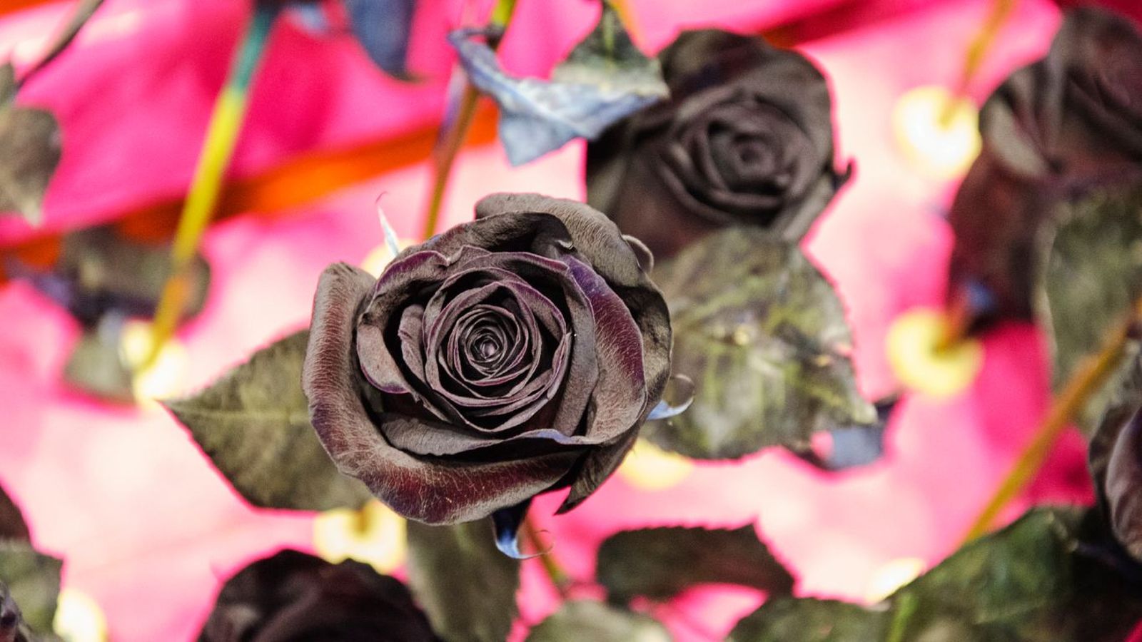 La rosa negra esconde muchos más significados de los que imaginas.