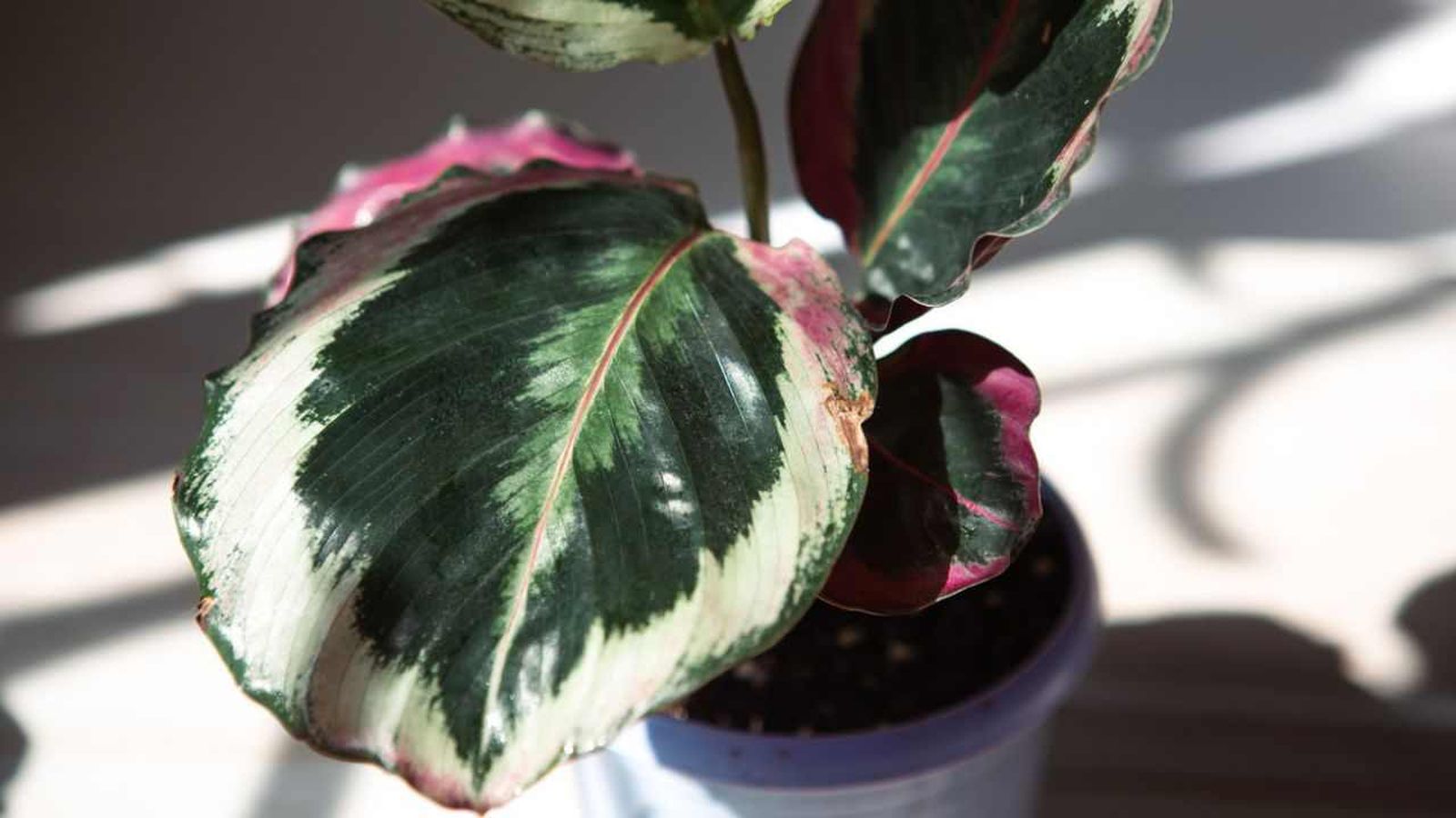 Calathea roseopicta marion