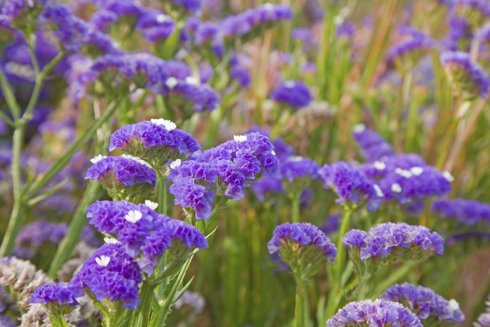 Limonium sinuatum o siempreviva de arenas
