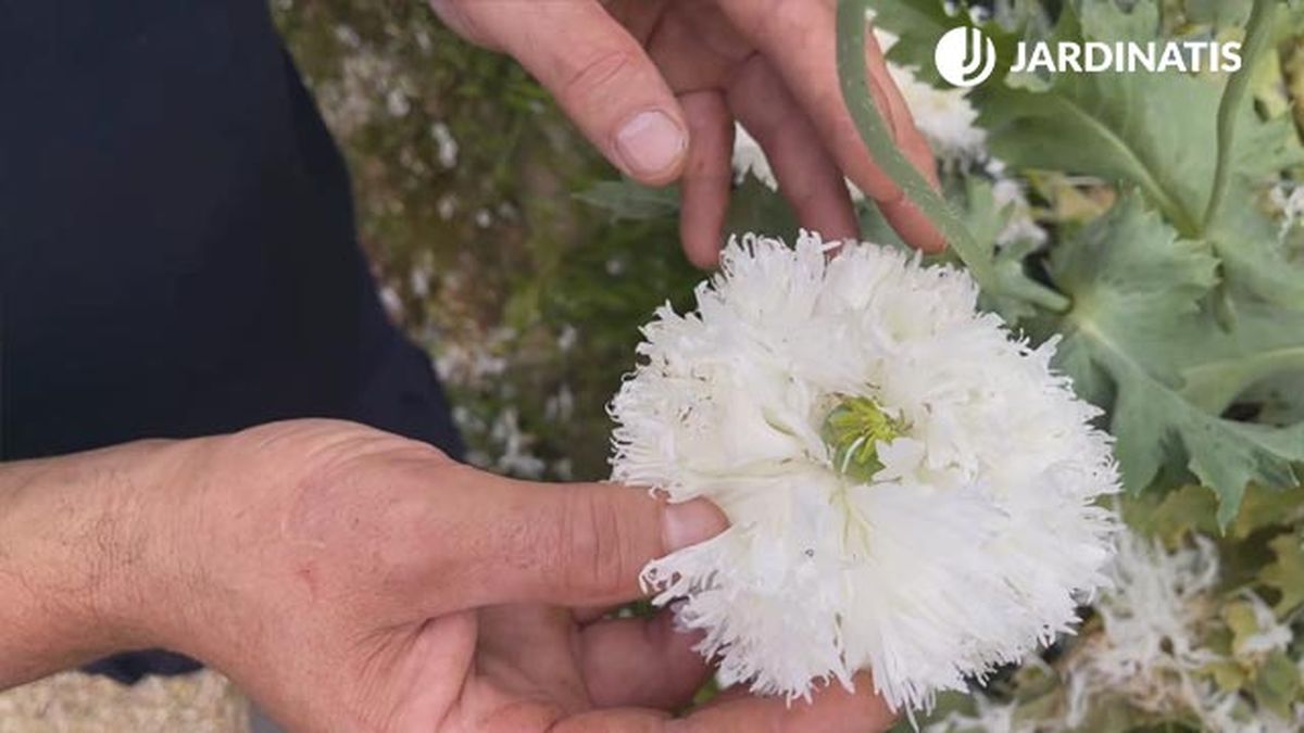amapola adormidera planta flor para decorar jardin en gris blanco xl