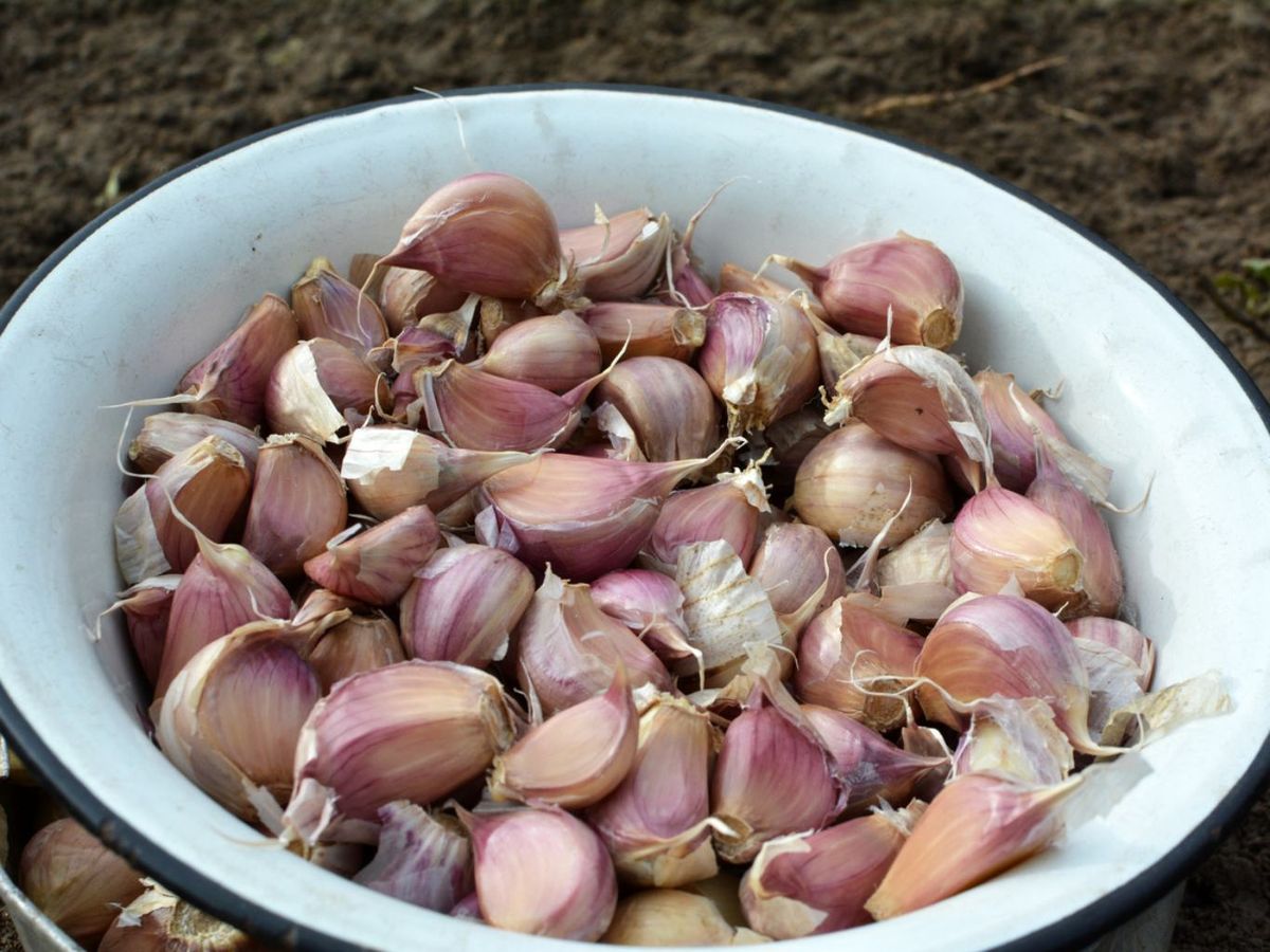 El ajo es un poderoso antibiótico natural con beneficios cardiovasculares.