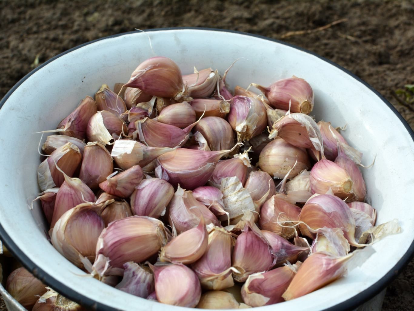 El ajo es un poderoso antibiótico natural con beneficios cardiovasculares.