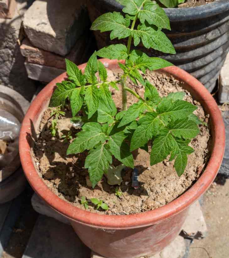 plantula de tomate