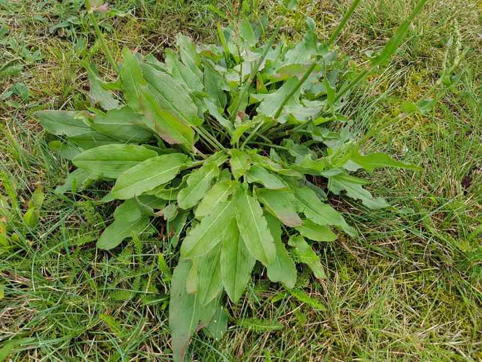 Rumex acetosa