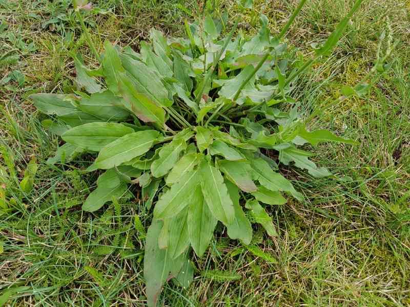 Rumex acetosa