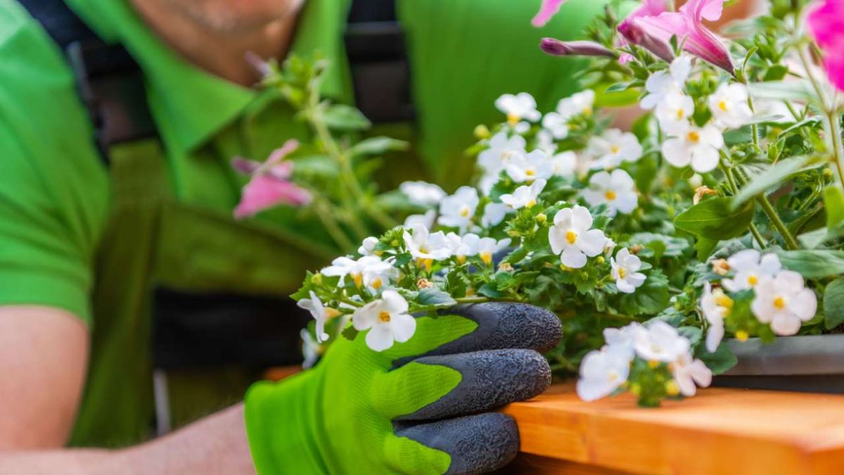 como cuidar la planta bacopa