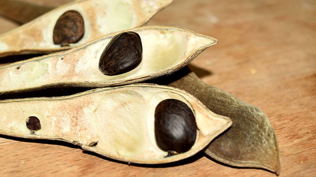 semillas de la wisteria o glicina