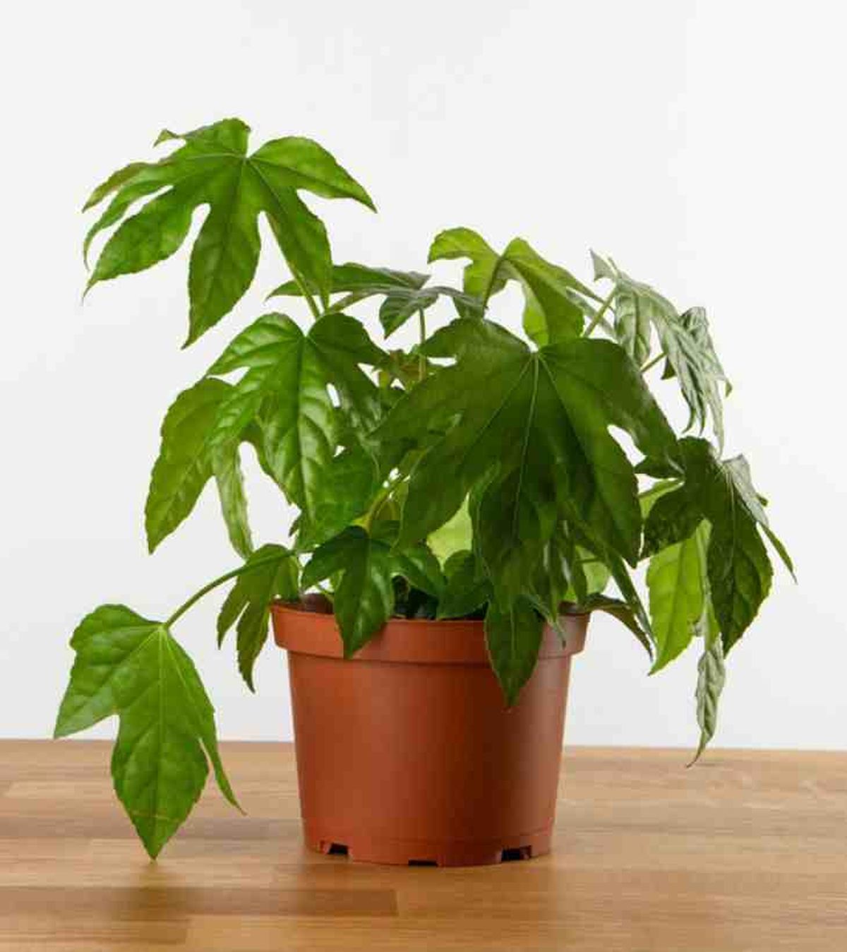 fatsia japonica mini