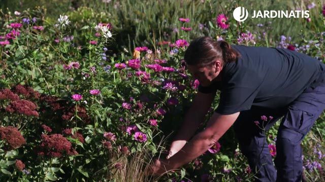 brico 1005 jardin cosecha semillas otono zinnia parterre