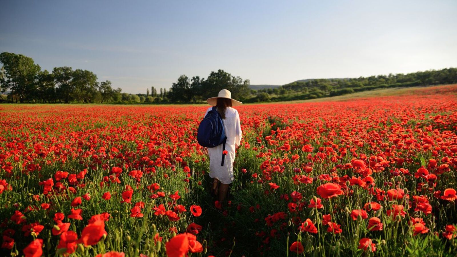 campos amapolas mas bellos de espana