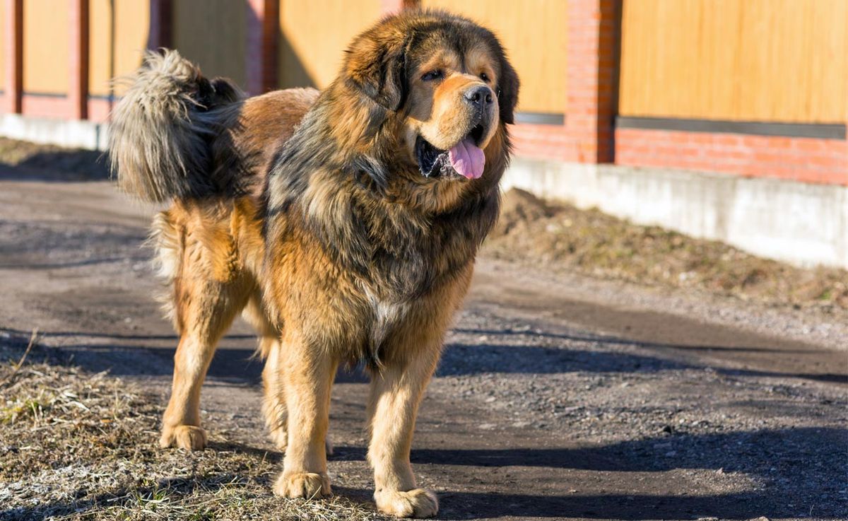 7 razas mastin tibetano