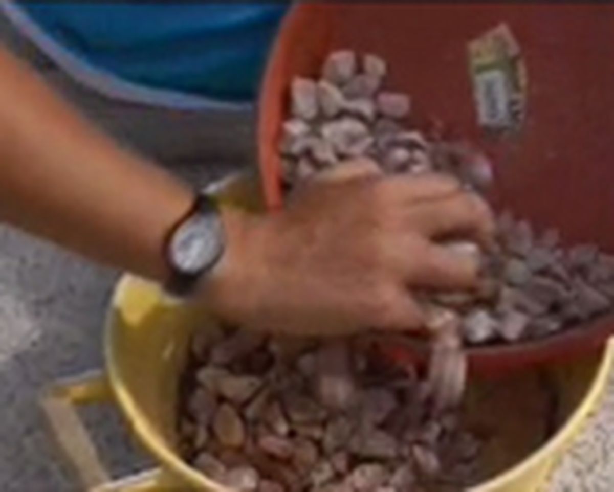 Composicion con cactus paso 1