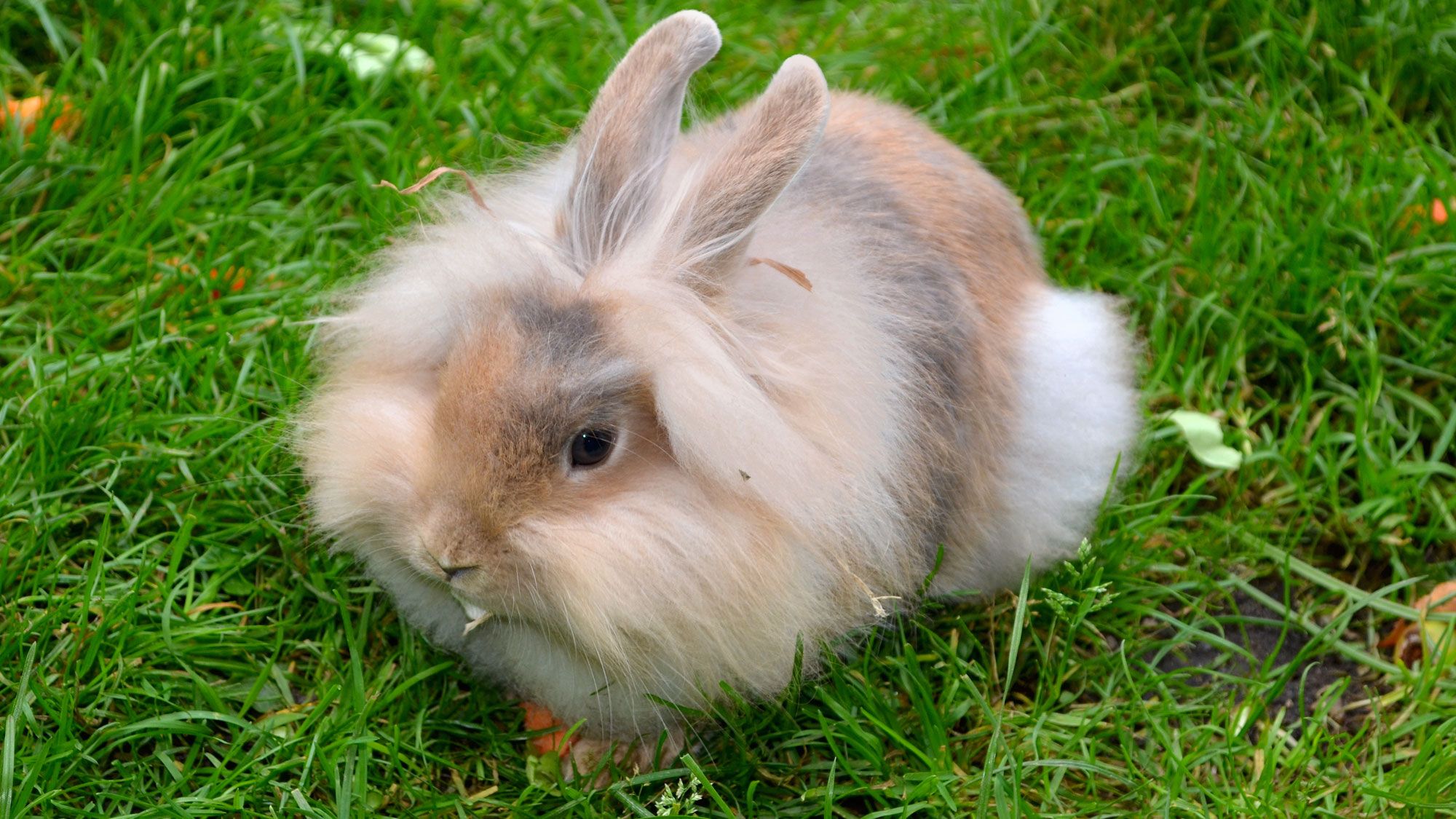conejo enano angora origen