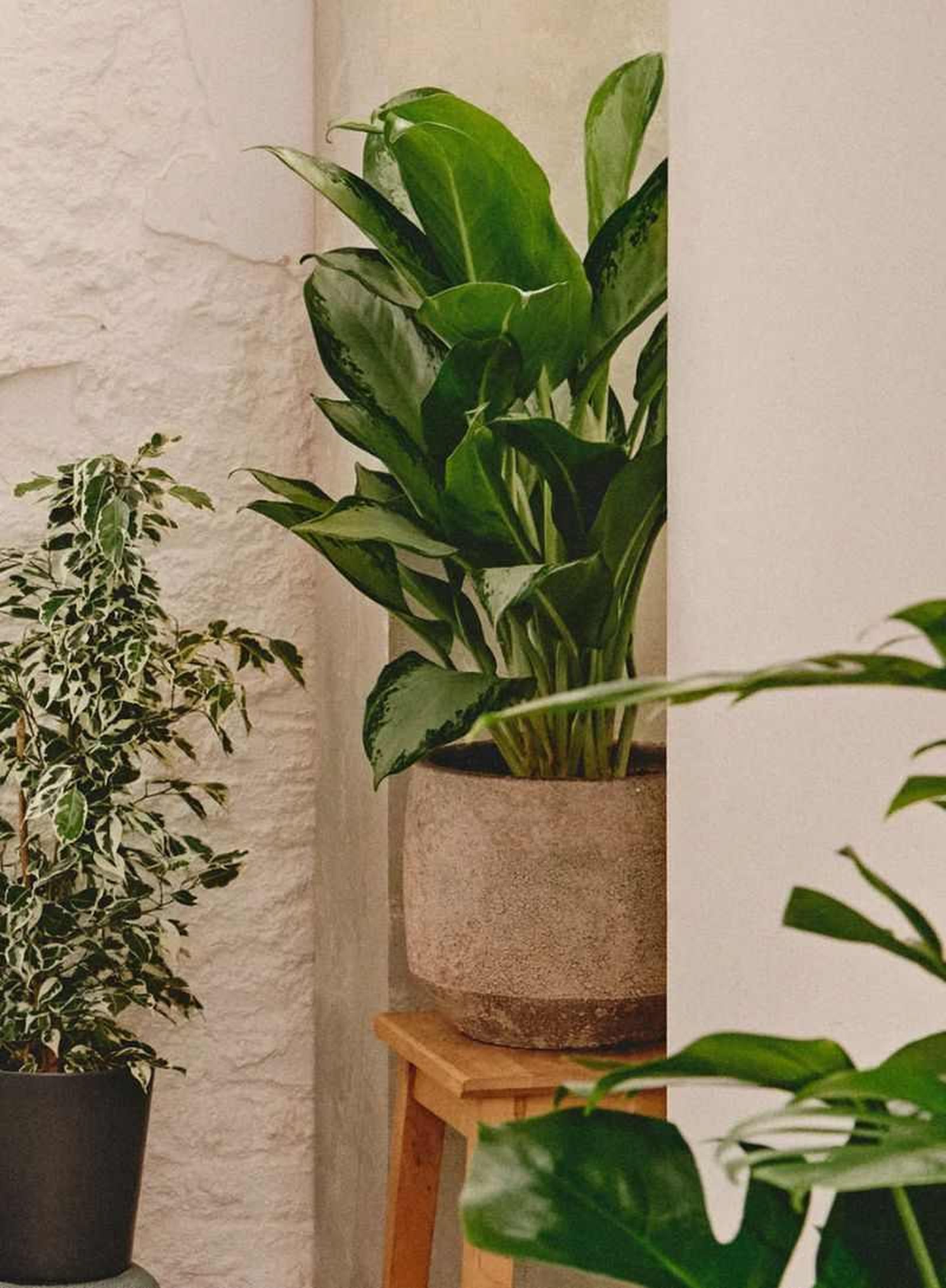 Aglaonema Silver Queen