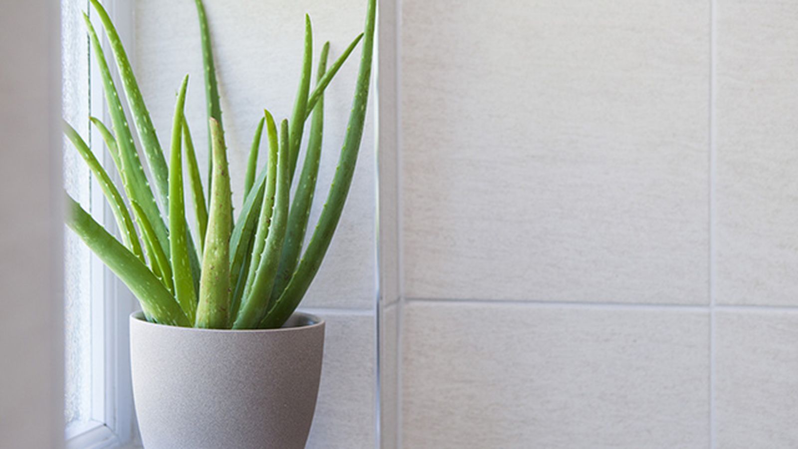 planta aloe vera refrescar hogar