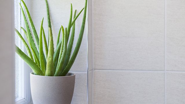 planta aloe vera refrescar hogar