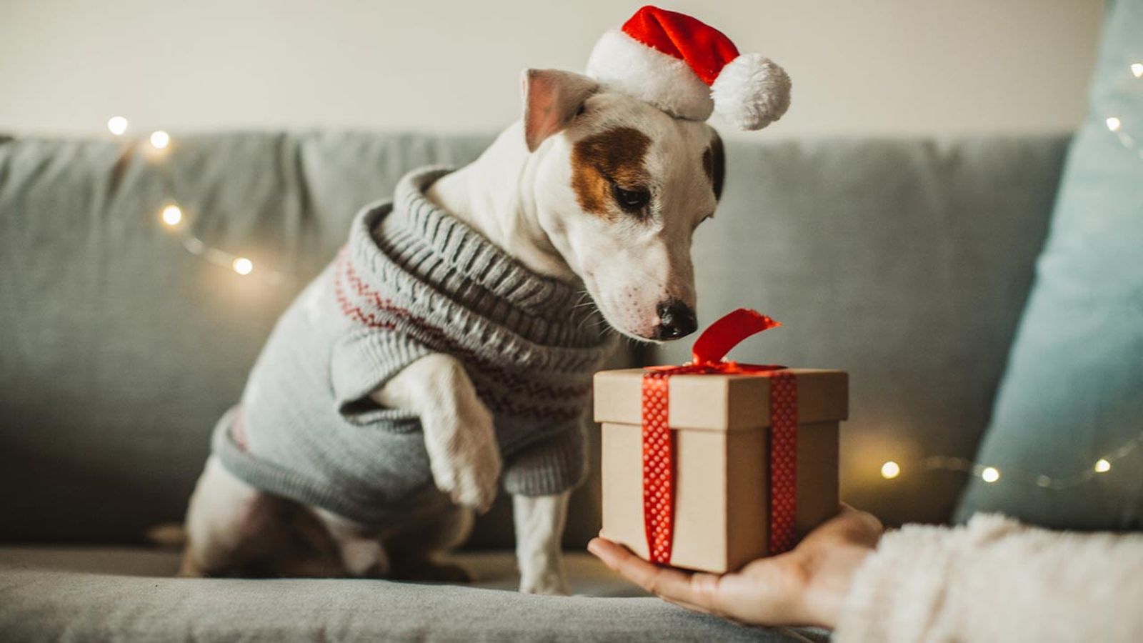 A nuestros perros también les gustan los detalles bonitos y divertidos.