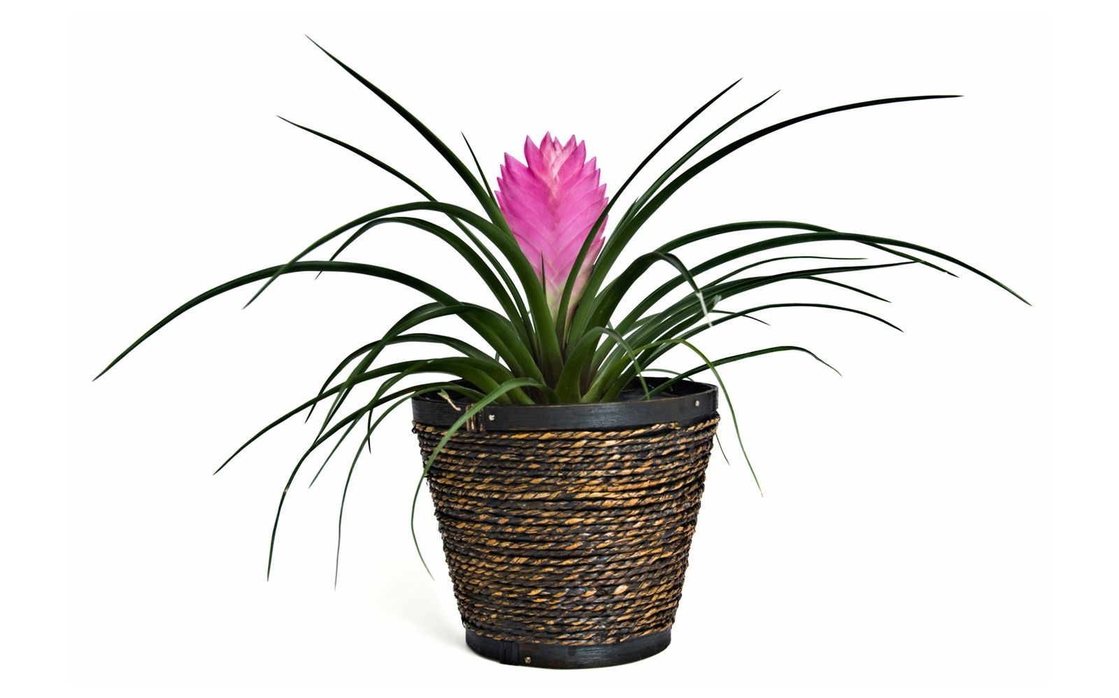 tillandsia xl