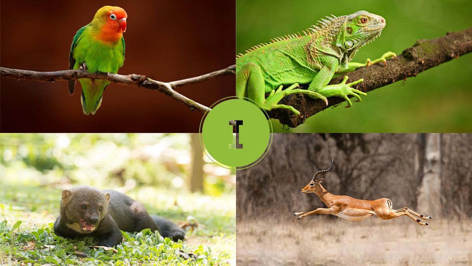 animales que empiezan por i