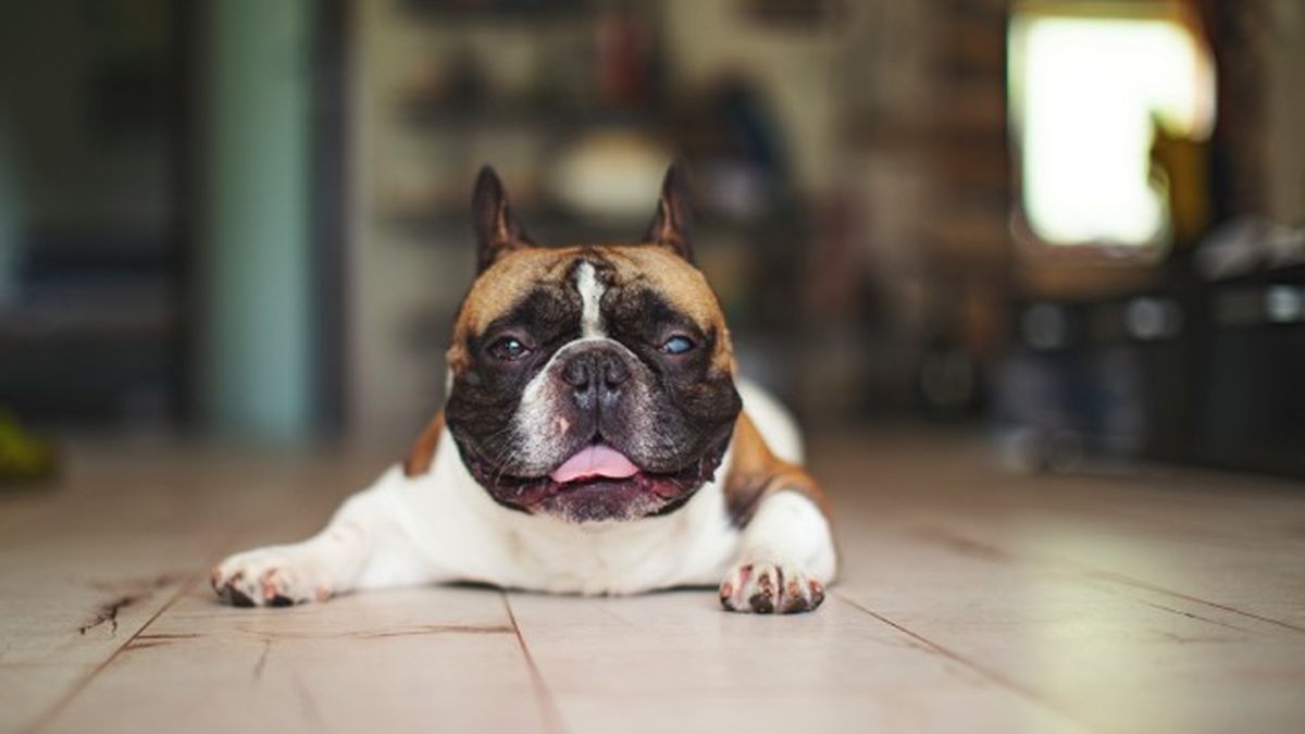 cataratas en perros 11