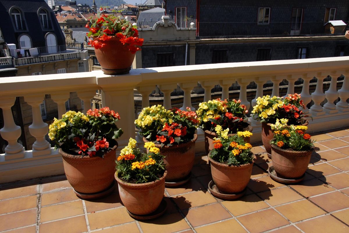 deko 0250 jardineria decorar terraza begonia alegria detalle final
