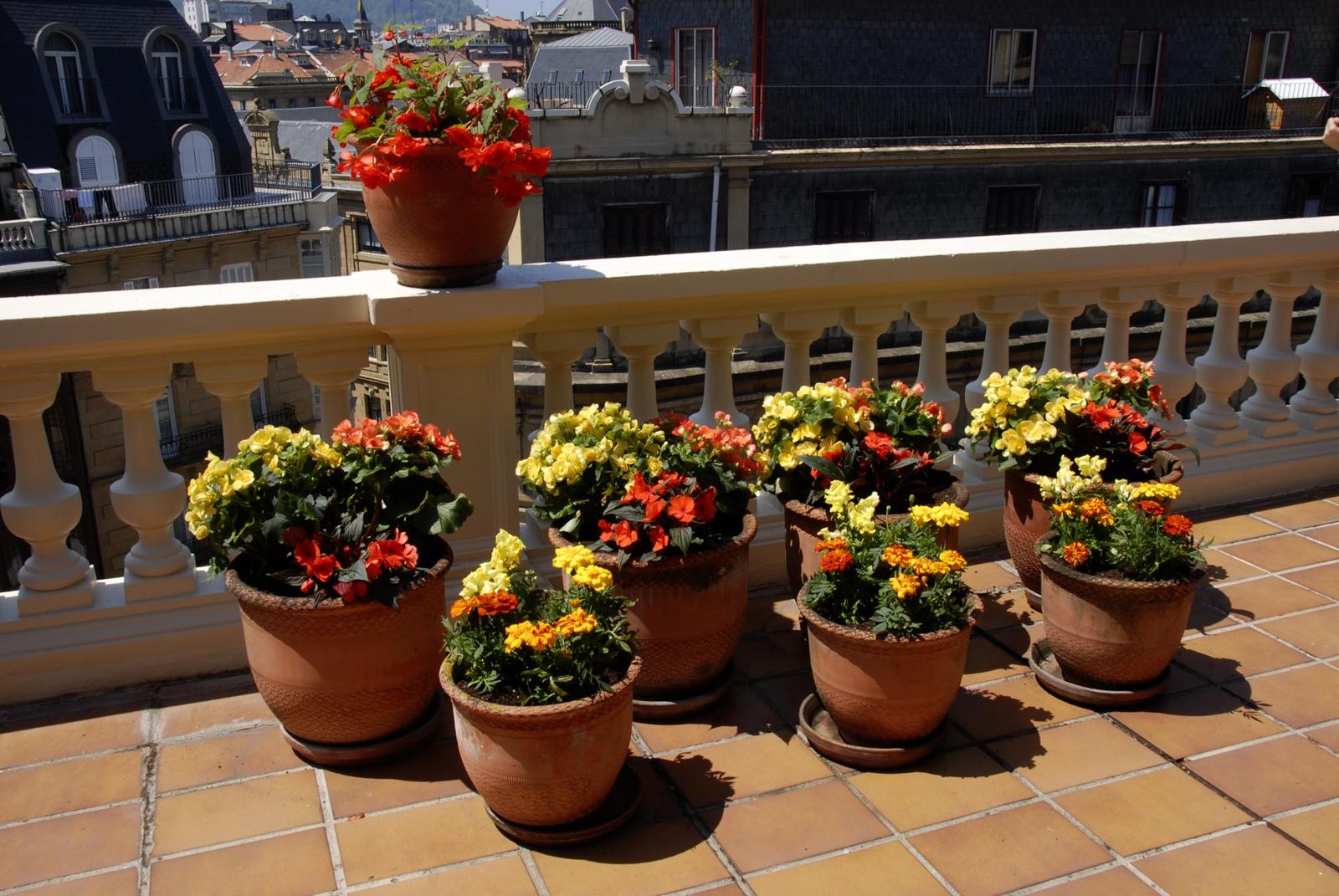 deko 0250 jardineria decorar terraza begonia alegria detalle final