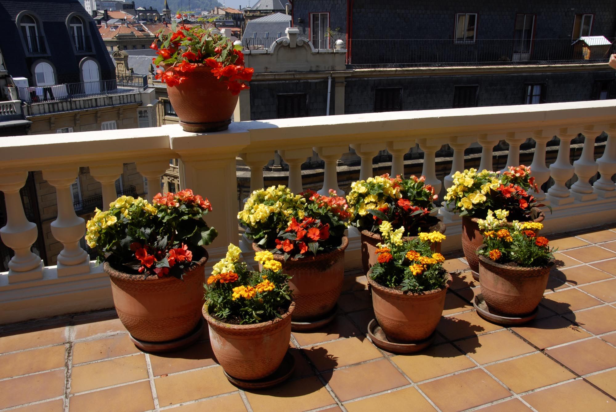 deko 0250 jardineria decorar terraza begonia alegria detalle final