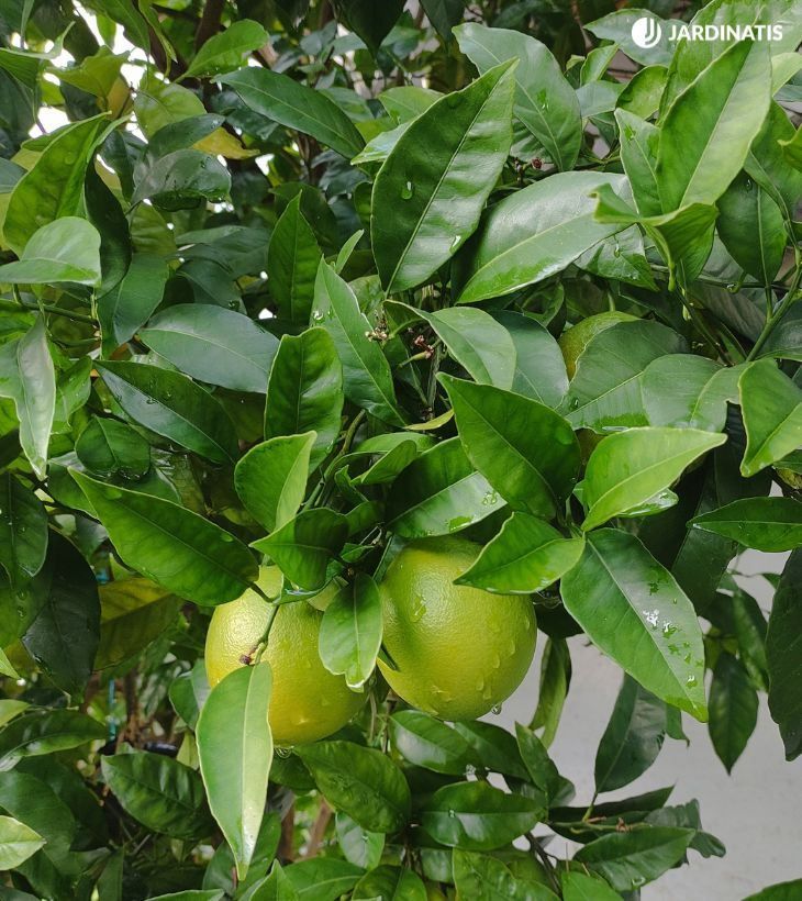 naranjas verdes en el arbol