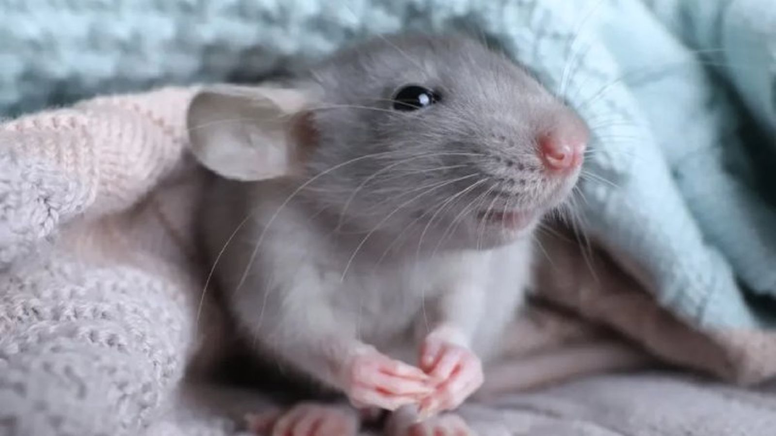 rata como mascota 1