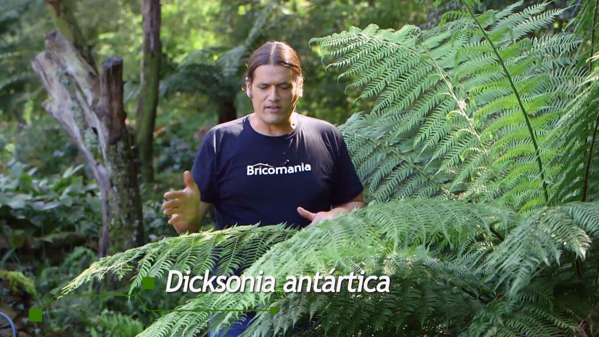 brico 926 3 reproduccion helecho arboreo dicksonia antartica dicksonia