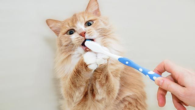 gato se lava los dientes
