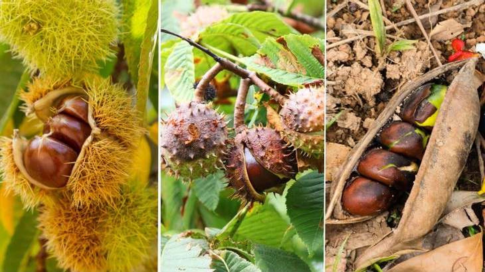 castanea sativa aesculus hippocastanu castanospermum australe