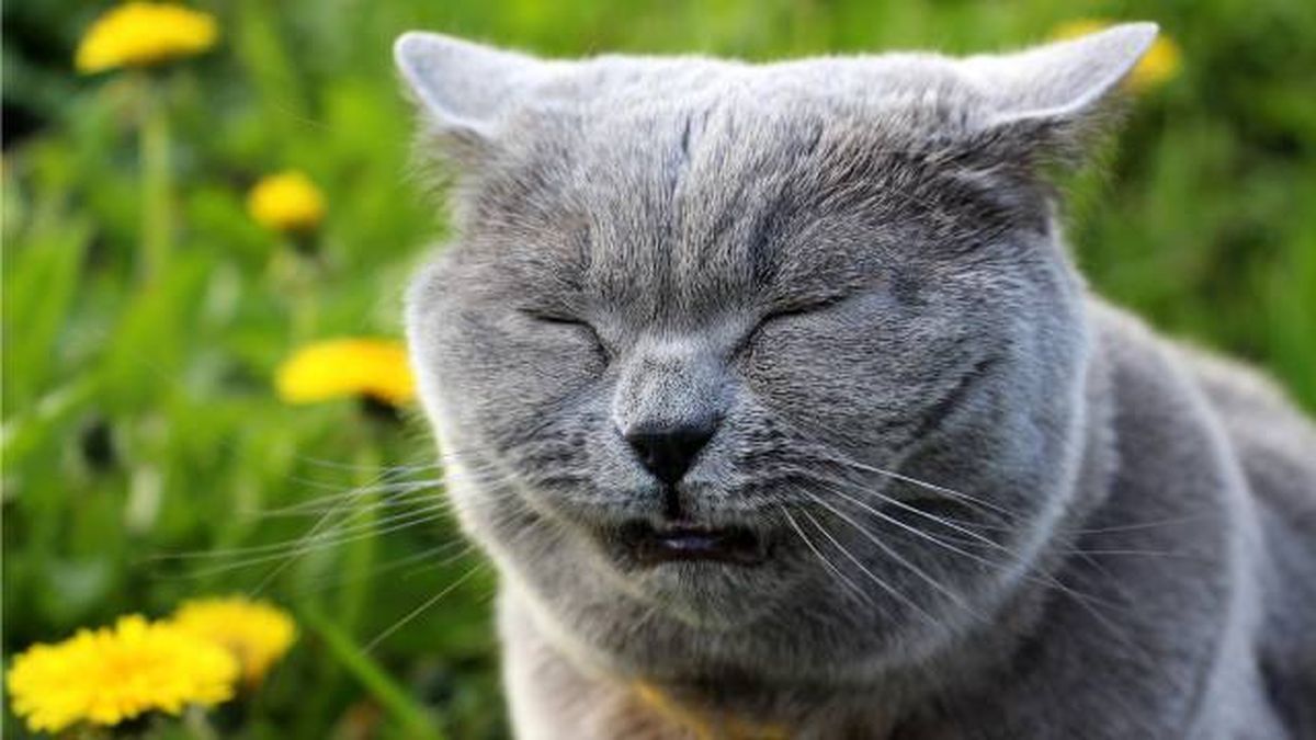 como identificar y tratar alergias en gatos sintomas