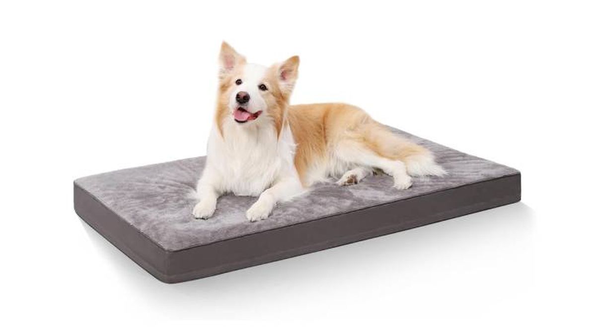 accesorios perros mayores cama amazon