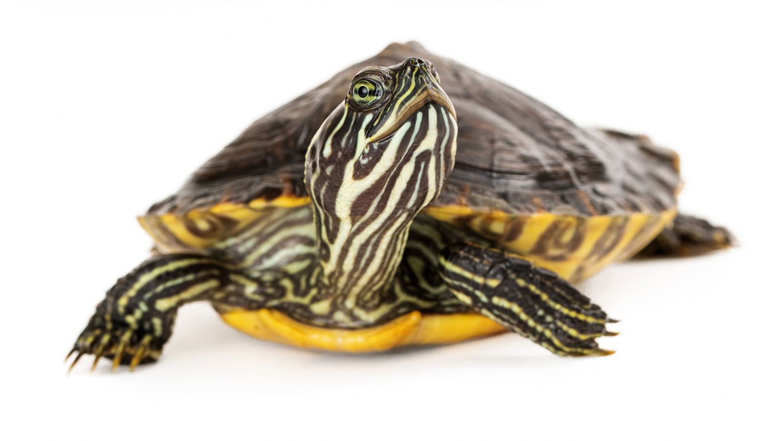 animales exoticos serpiente tortuga agua